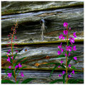 Fireweed