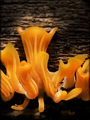 Beautiful Poison: Coral Fungus