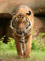 Here Kitty Kitty