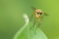 Bug-eyed