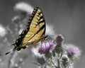 Tiger Swallowtail (Male)