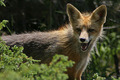 High mountain fox.