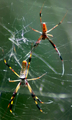 Mother Nature's 'web phone'