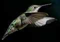 Hummingbird