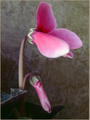 Unfolding - Cyclamen 