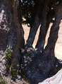 Tree and Rock in Harmony