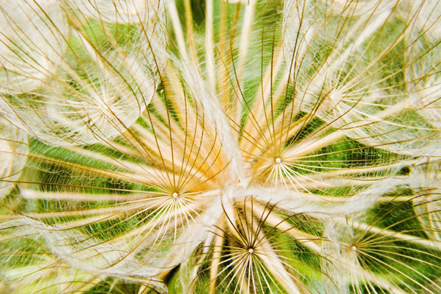 just an ugly weed
