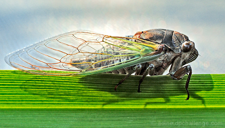 Cicada