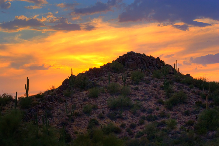 Sonoran Summer