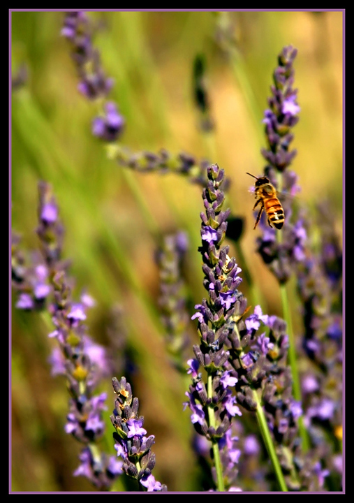 Lavender Lunch