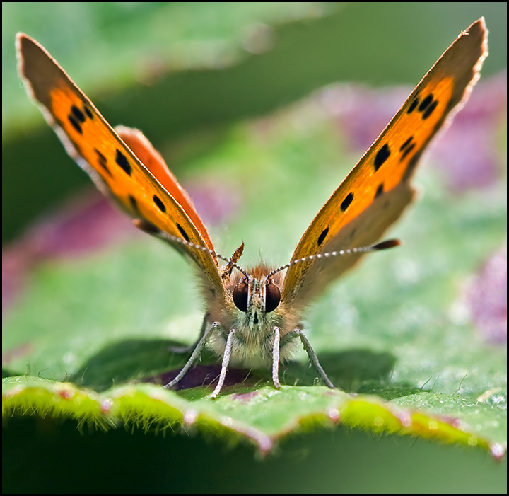 Small Copper.