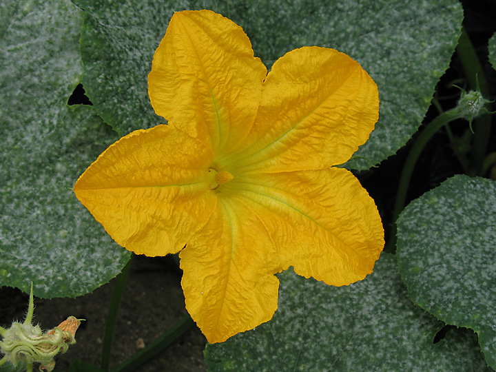 Pumpkin Flower