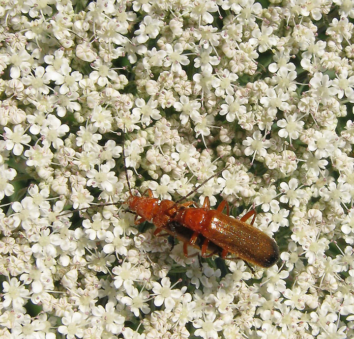 Life in a Bed of Roses