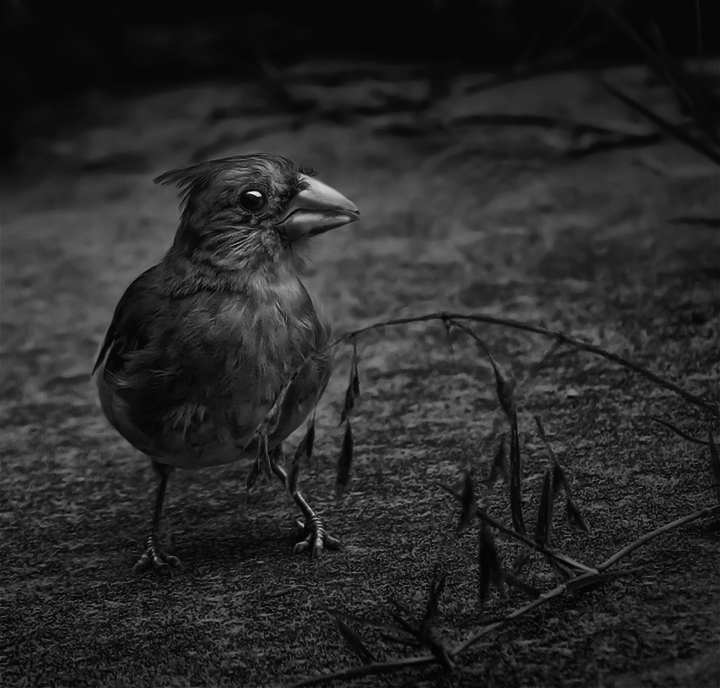 Une Lueur Dans l'Obscurité (A Gleam In the Darkness)