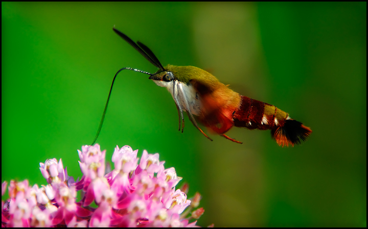 Hummingbird Moth