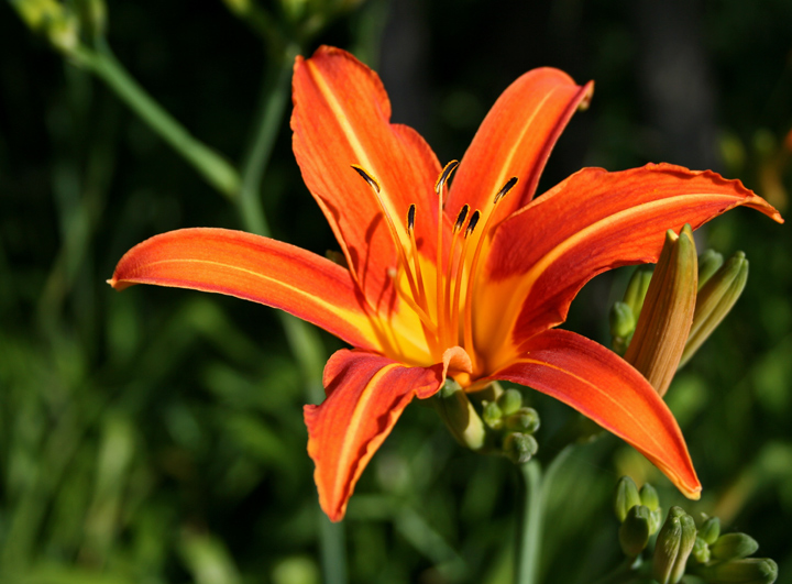 Tiger Lily