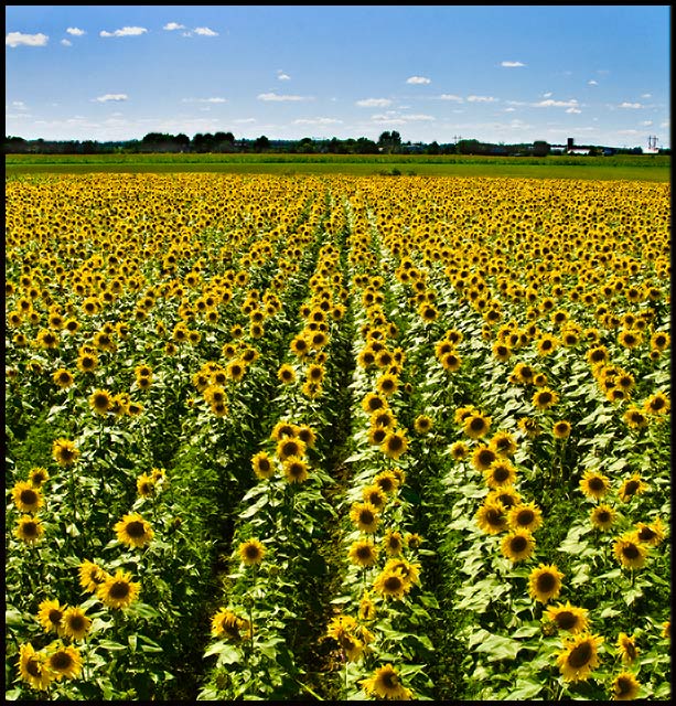 SUNFLOWER