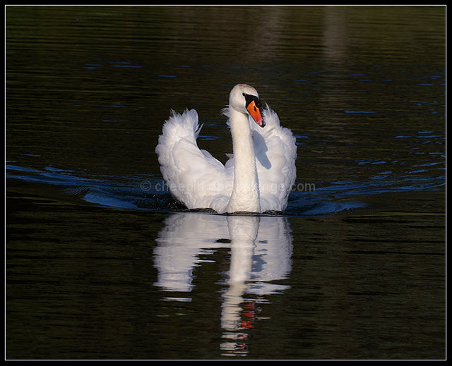 Pond Gliding