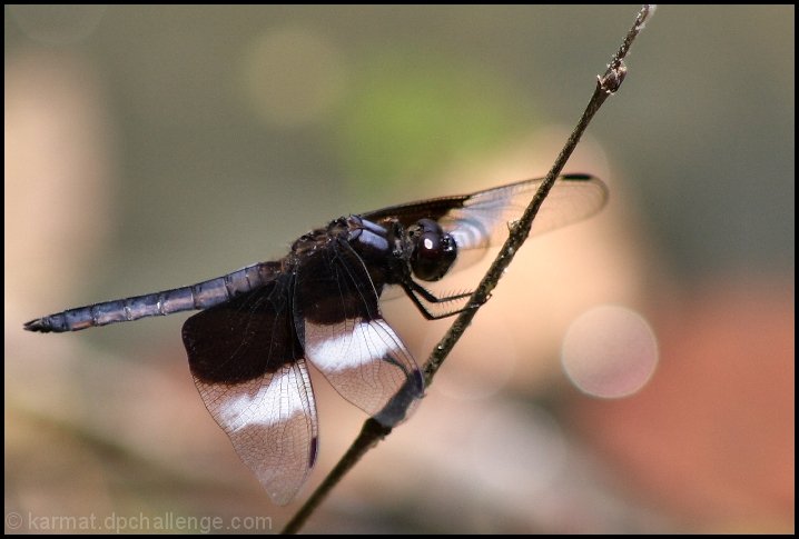 Dragonfly