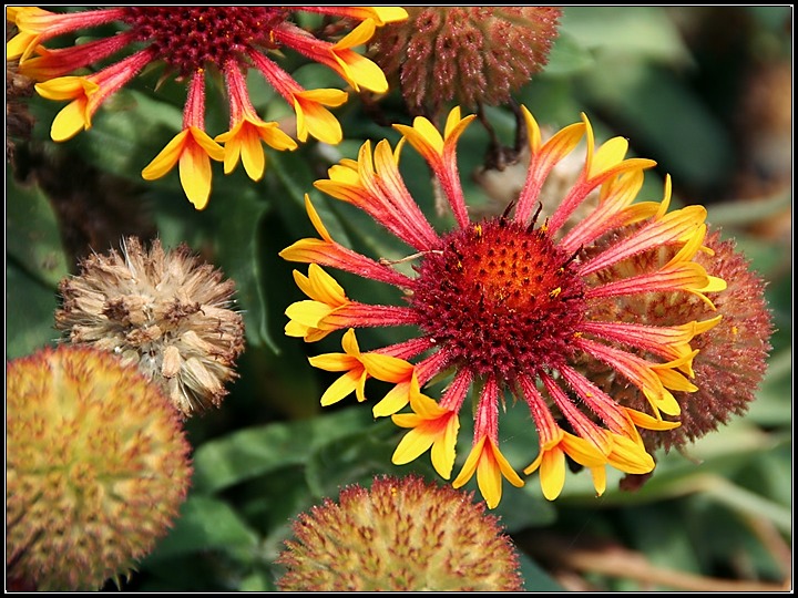 UGH!  Not ANOTHER Flower Shot on an Overcast, Windy Day!