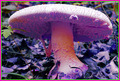 Magic Mushroom Dream