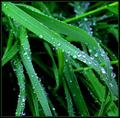 Follow the morning dew down blades of grass