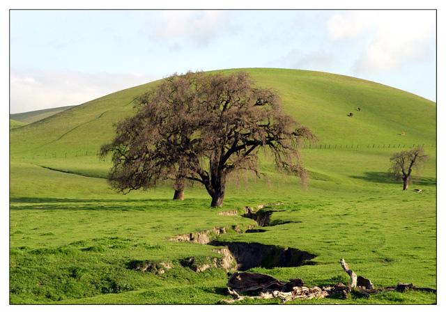 Primary Oak