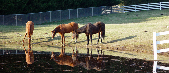 Three Horses