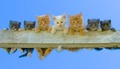 Sixty-three Lives