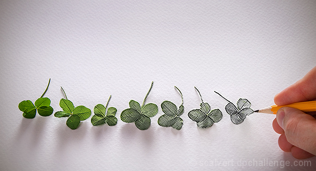 Luck of the Draw