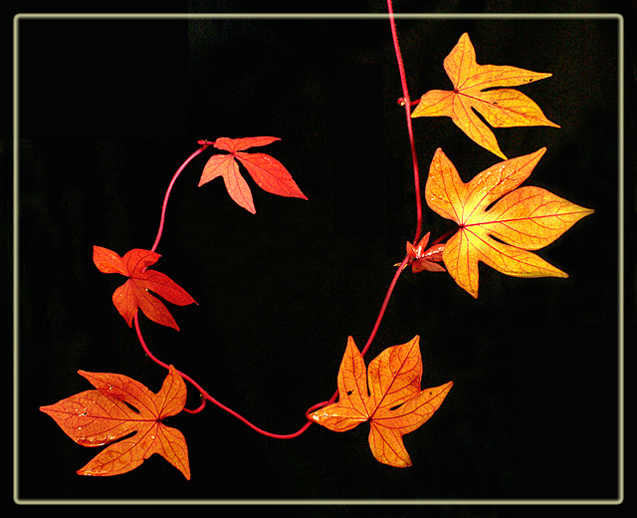 Seven Leaves at Night