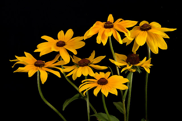 Seven Susans