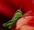 Portrait of a Grasshopper