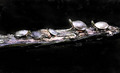Turtle Formation