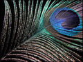 Symphony in Peacock