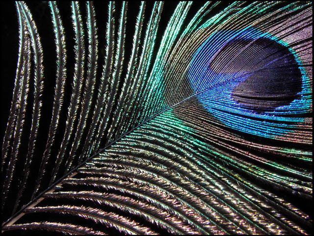 Symphony in Peacock