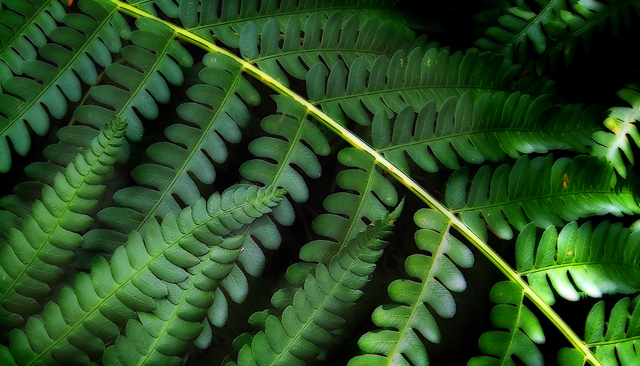 fern fantasia