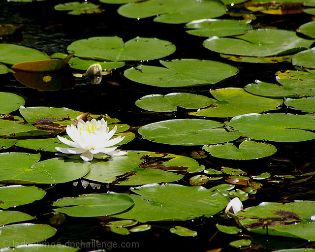 Can you spot the frog on the lily pads