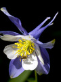 Columbine under glass
