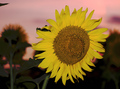 Evening Sunflower