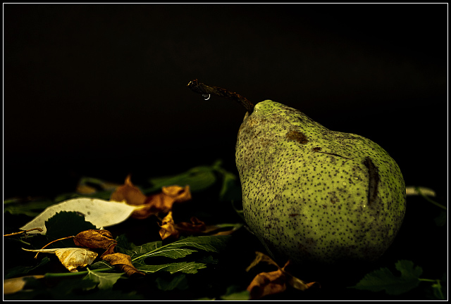 still life with age and leaves