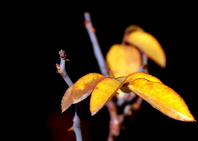 Autumn's Orange