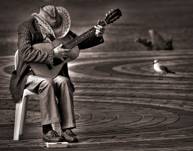 Serenading the Seagull