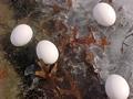 Eggs On Ice