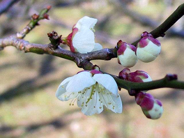 Flower Eggs