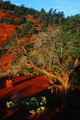Sedona Morning