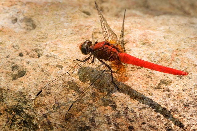 Shadow of Dragonfly