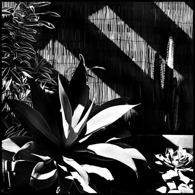 Where Shadows Fall