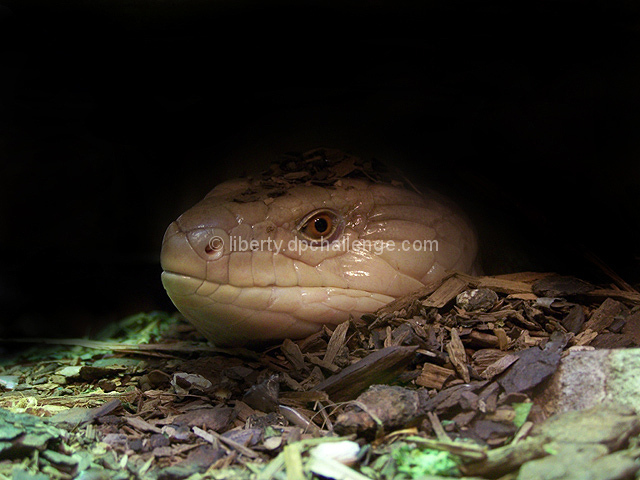 Lurking From The Shadows