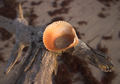 Sun Shell